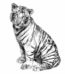 Baby tiger sits and looks straight, sketch vector graphics