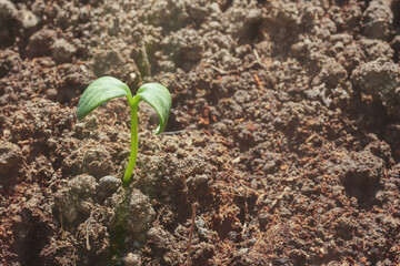 Young seedling of cucumber or zucchini sprouts in the garden with copy space. Shallow depth of field