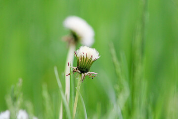 Close-up of an unblossomed dandelion flower