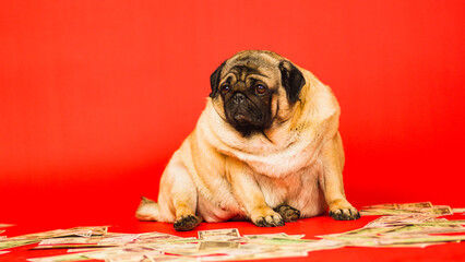 Beige fat pug sitting with dollar bills in studio. Business dog posing with money on red background.