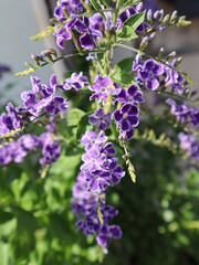 Violet flower against green leaves, close-up