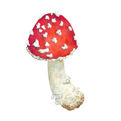 Watercolor mushrooms, fly agaric on white background. Botanical illustration for postcards, posters, textile design.