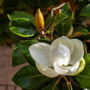 Magnolia en fleurs.