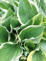 leaves hosta funkia