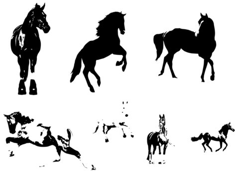 ranch, domestic, animals, bet, face, steed, set, derby, jump, thoroughbred, character, elegance, rider, champion, jockey, horse head, ride, shirt, vintage, gallop, strength, horse silhouette, badge, g