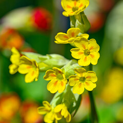 beautiful and colorful yellow and red Cowslips