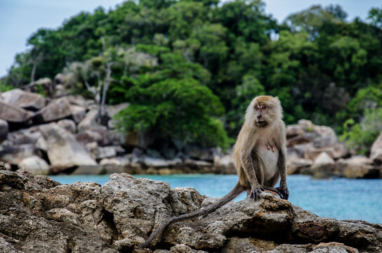 Macaque