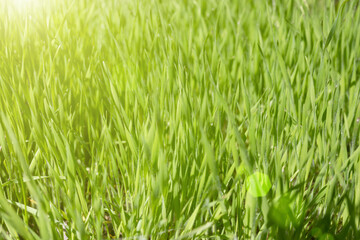 Fototapeta na wymiar Natural background of fresh green grass. Selective focus