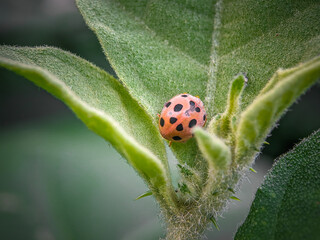 ladybug on a leaf