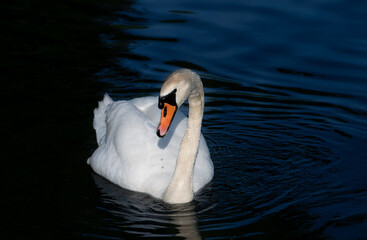 A white young swan on dark blue water. The swan swims forward and tilts its head. The water is dark and blue. Water drips from the bird's beak.
