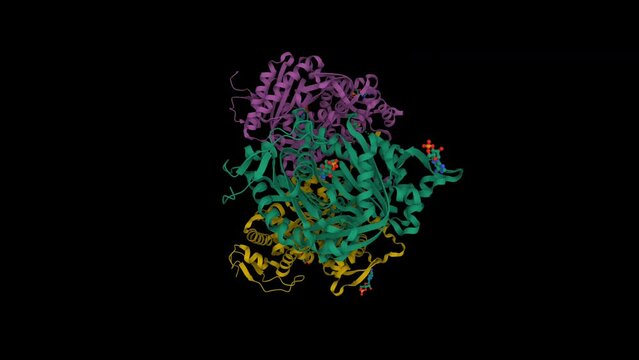 Structure of human soluble adenylyl cyclase with adenosine-cyclic-monophosphate. Animated 3D cartoon and Gaussian surface models, PDB 3clt, chain instance color scheme, black background