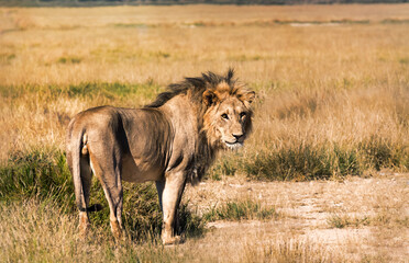 young lion at sunset