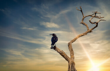 Crow on a branch © poco_bw