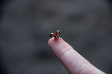 ladybird on finger