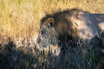 young lion hunting