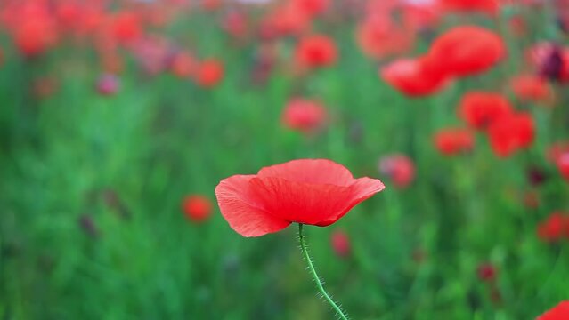 Bloom red corn poppy growth in summer green field closeup. Blooming wildflower grow in spring meadow close up. Beautiful wild flower head in green grass. Papaver rhoeas plant, remembrance day