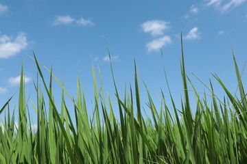 Obraz premium 稲と空