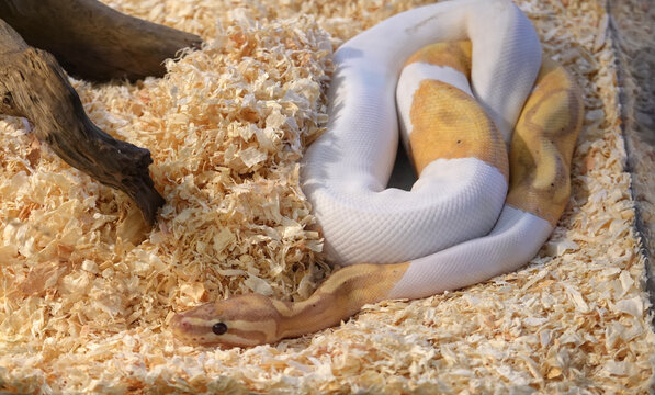 White and yellow Ball Python, royal snake reptile animal 