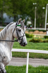Obraz premium beautiful horse of light color close-up on the hippodrome