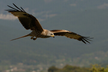 Red Kite (Milvus milvus) flying