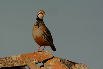 Red-legged Partridge (Alectoris rufa) on a roof