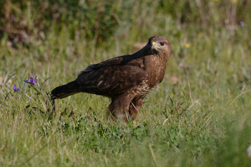 Common Buzzard (Buteo buteo) resting on the ground