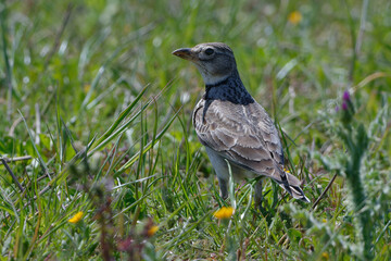 Calandra lark (Melanocorypha calandra) in the grass