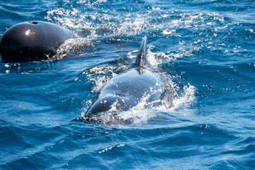 Grindwale, Pilotwale, Straße von Gibraltar, Whale Watching,  Tarifa