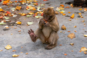 Affe, Ape, Monkey, Gibraltar, Rock of Gibraltar, Straße von Gibraltar