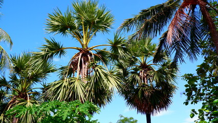 Fototapeta na wymiar palm tree in the wind