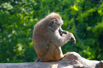 The macaque sits and cleans its fur.