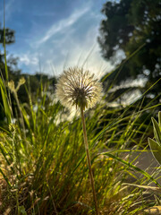 Macro of Dandelion on mountain with Sun behind