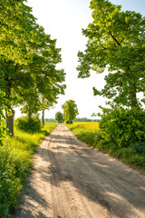 Landscape of countryside road, trees and agriculture fields