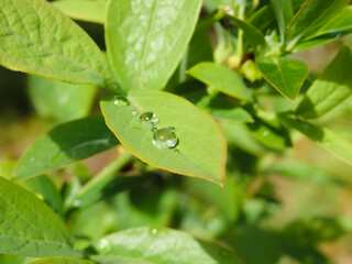Green foliage of blueberries with dew drops. Close-up. Fresh dew drops on green leaves. Blueberry bushes.