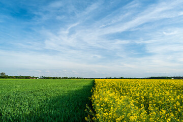 Agriculture landscape of blossom rapeseed and green wheat fields - 506397353