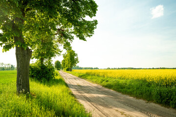 Fototapeta na wymiar Landscape of countryside road, trees and agriculture fields