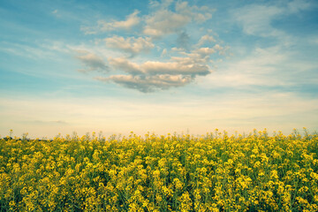 Fototapeta na wymiar Agriculture landscape of blossom rapeseed field