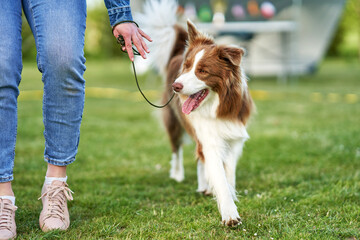 Chocolate White Border Collie with woman owner