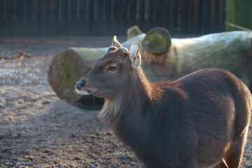 View of a wild deer in the forest. A family of artiodactyl mammals.