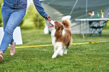 Chocolate White Border Collie with woman owner