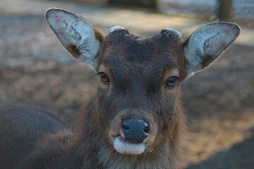 Portrait of a deer without antlers in the forest, wildlife.