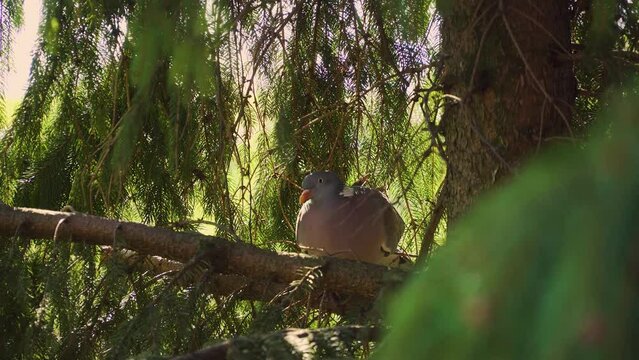 Large grey wood pigeon looking for place to nest on coniferous tree. Concept of wildlife freedom