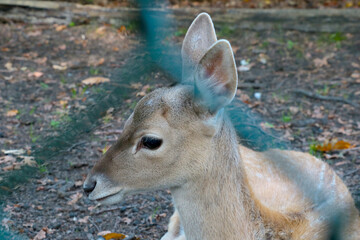 View of a young deer in the forest in autumn.
