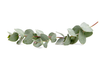 Eucalyptus foliage, branch with green leaves, floral decoration isolated on white