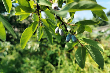 Honneyberry or blue ripe honeysuckle berries on a bush branch with fresh green leaves