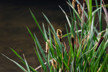 Thickets of reeds near the muddy water of the reservoir. The shore of the reservoir in summer on a sunny day. Green reeds on the shore. Selective focus.
