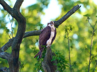 Osprey raptor bird