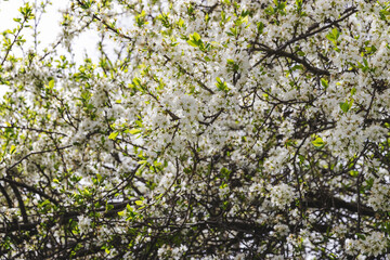 White flowers on a branch of a fruit tree. Photo of beautiful white flowers on a tree in early spring on a sunny spring day. Beautiful spring background. Selective focus.