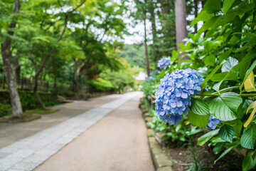 初夏の円覚寺　参道に咲く紫陽花【神奈川県・鎌倉市】