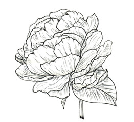 sketch of a peony © Sveta